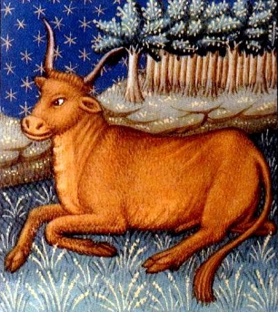 Stier