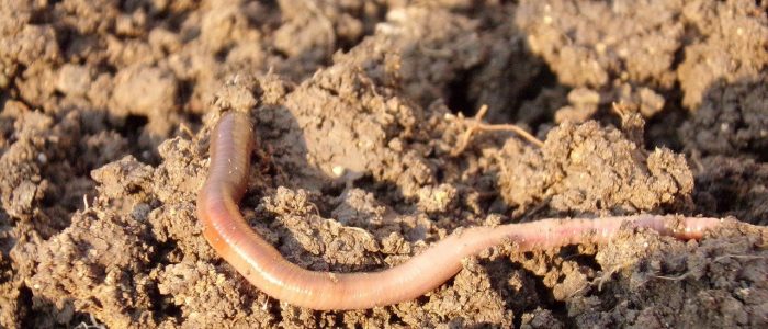 earthworm, soil, dirt-686592.jpg